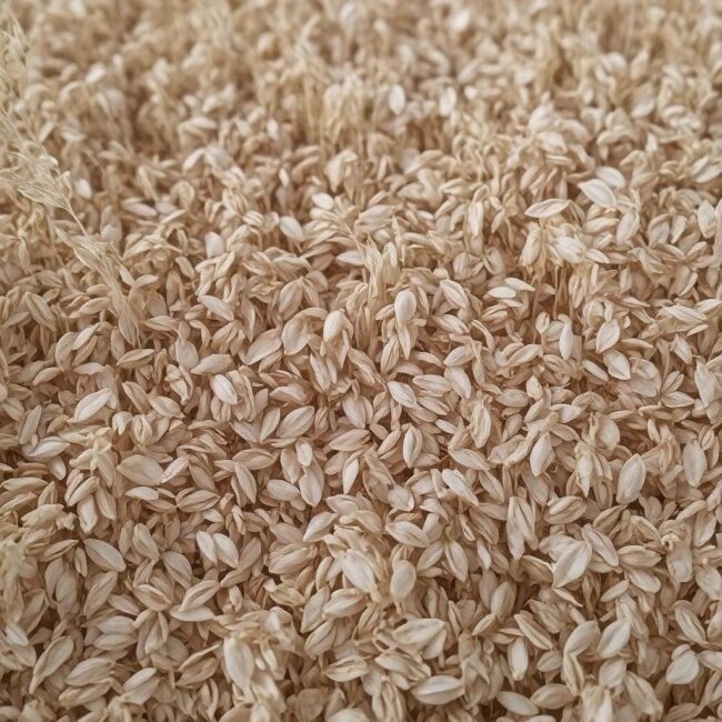 Dlaczego owsiki unikają cebuli